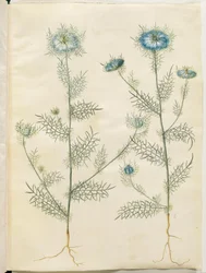 Nigella damascena (jungfru i det gröna)