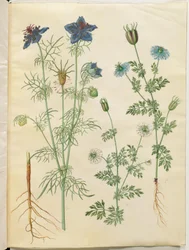 Nigella hispanica (djävulen i busken); Nigella sativa (svartkummin)