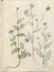 Nigella sativa (svartkummin); Nigella damascena (jungfrun i det gröna)