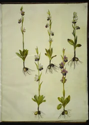 Ophrys fuciflora (drone-flueblomst)
