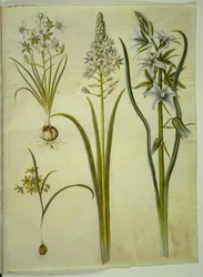 Ornithogalum umbellatum (diet-fågelmjölk); Ornithogalum pyramidale (Pyramidfågelmjölk); Gagea lutea (vanlig guldstjärna); Ornithogalum nutans (nickande fågelmjölk)