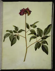 Hanpion (rose-silkeplante)