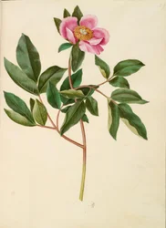 Hanpion (storbladet pion)