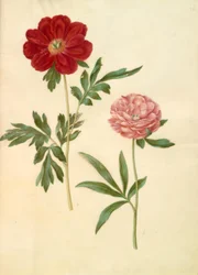 Paeonia officinalis (bonderose)