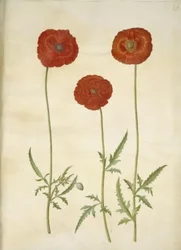 Papaver rhoeas (kornvallmo)