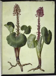 Petasites hybridus (röd hästsko)
