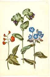 Phaseolus coccineus (skrytböna); Cerinthe major (stor vaxört); Borago officinalis (vanlig gurkört)