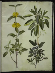 Phlomis fruticosa (jerusalemsalvia); Salvia officinalis (kryddsalvia)