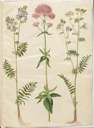 Polemonium caeruleum (vanlig Jakobsstege); Centranthus ruber (röd sporvaleriana)
