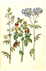 Polemonium caeruleum (vanlig Jakobsstege); Lotus tetragonolobus (sparrisärta)