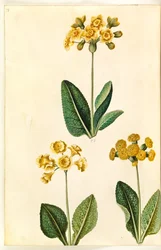Primula ×polyantha (?); Vårprimörer (?)