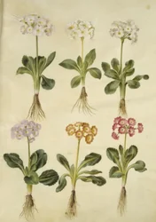 Primula ×pubescens (har-aurikel)