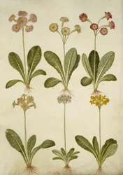 Primula veris (hybrid med ihålig halsring); Primula farinosa (blomstrande cowpea)