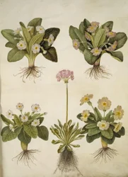 Primula vulgaris (hybrid av storblommig primula); Primula farinosa (blomstrande cowpea)