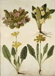 Primula vulgaris (carnival cowslip); Primula vulgaris (hybrid av storblommig primula); Primula veris (hybrid med hålhalsad cowpea)