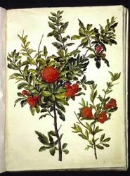 Punica granatum (granatäpple)