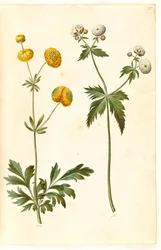 Ranunculus acris (smörblomma av guldknapp); Ranunculus aconitifolius (smörblomma i silver)