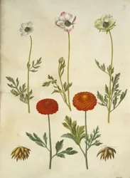 Ranunculus asiatica (har ranunkel)