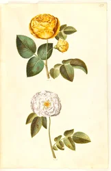 Rosa hemisphaerica (svavelgul ros); Rosa ×alba (vit ros)