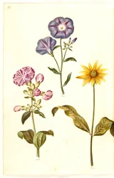 Saponaria officinalis (vanlig tvålört); Convolvulus tricolor (jungfrukjol); Helianthus (?) (solrosarter)