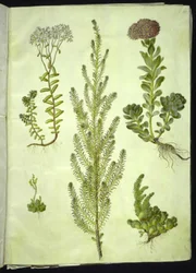 Sedum album (vit stenört); Sedum anacampseros (rundbladig stenört); Sedum (stenört); Suaeda vera (buskgåsfot); Sedum rupestre (bergstenört)