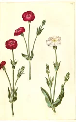 Silene coronaria (krona sjöborre)