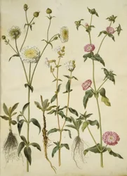 Silene latifolia (aftonstjärna); Silene dioica (dagsstjärna)
