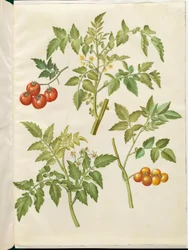 Solanum tomat (almindelig tomat)