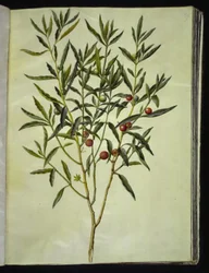 Solanum pseudocapsicum (Jerusalem-korallträd)