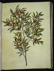 Solanum pseudocapsicum (Jerusalem-korallträd)