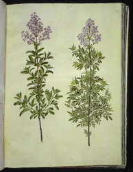 Syringa ×laciniata (flikig syra)