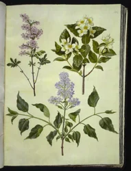 Syringa ×persica (persisk syra); Philadelphus coronarius (doftande pipved); Syringa vulgaris (vanlig syra)