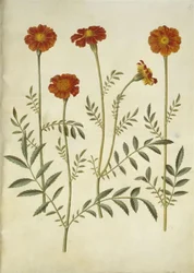Tagetes patula (bommad sammetsblomma)
