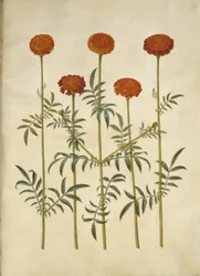 Tagetes patula (bommad sammetsblomma)