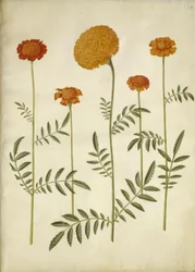 Tagetes patula (bommad sammetsblomma); Tagetes erecta (upprätt sammetsblomma)