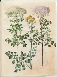 Thalictrum aquilegiifolium (aklejefröstjärna); Thalictrum flavum (gul fröstjärna)