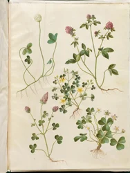 Trifolium repens (vitklöver); Trifolium pratense (rödklöver); Oxalis corniculata (harklöver); Trifolium incarnatum (blodklöver); Oxalis acetosella (harsyra)