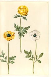 Trollius europaeus (europeiskt ängsplommon); Ranunculus asiaticus (trädgårdssmörblomma)