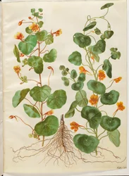 Tropaeolum minus (liten blomkrasse)