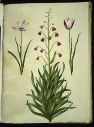 Tulipa clusiana (clusius-tulpan); Fritillaria persica (persisk fritillaria)