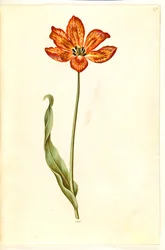 Tulipa gesneriana (har tulpan)