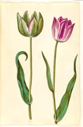 Tulipa gesneriana (har tulpan)