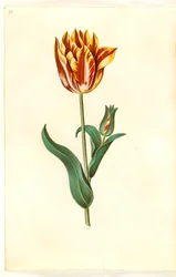 Tulipa gesneriana (har tulpan)