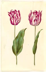 Tulipa gesneriana (har tulpan)
