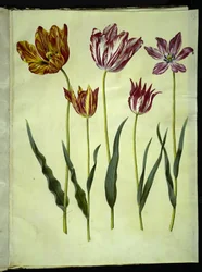 Tulipa gesneriana (har tulpan)