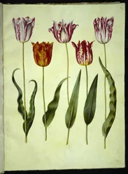 Tulipa gesneriana (har tulpan)