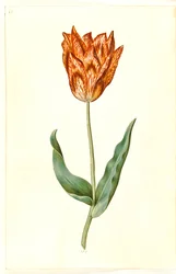 Tulipa gesneriana (har tulpan)