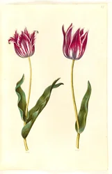 Tulipa gesneriana (har tulpan)