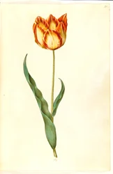 Tulipa gesneriana (har tulpan)