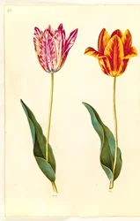 Tulipa gesneriana (har tulpan)